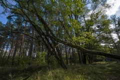 Ein russisches Dorf irgendwo in Brandenburg