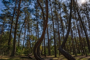 Krummer Wald