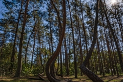 Krummer Wald