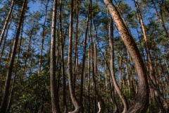 Krummer Wald