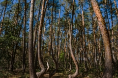Krummer Wald