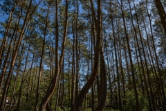 Krummer Wald