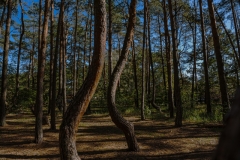 Krummer Wald