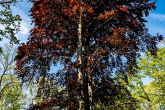 LUNGENHEILSTÄTTE GRABOWSEE