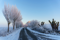 Winter Wonderland