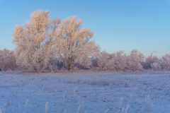 Winter Wonderland