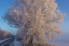 Winter Wonderland