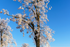 Winter Wonderland