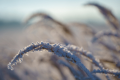 Winter Wonderland
